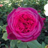 Иоганн Вольфганг фон Гете_0x160 Любимый сад